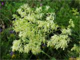 Thalictrum lucidum