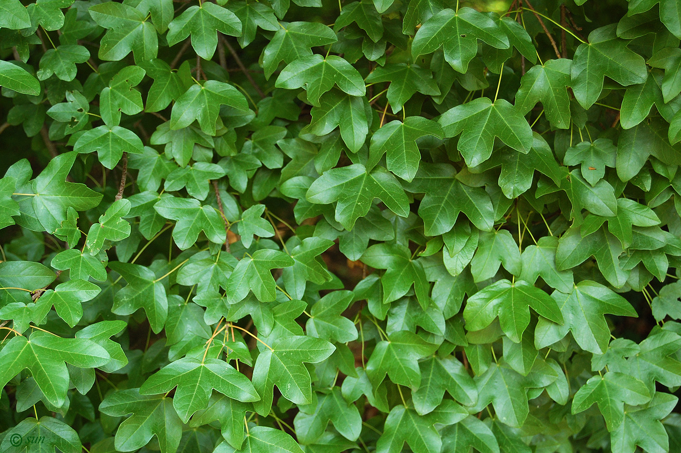 Image of Acer monspessulanum specimen.