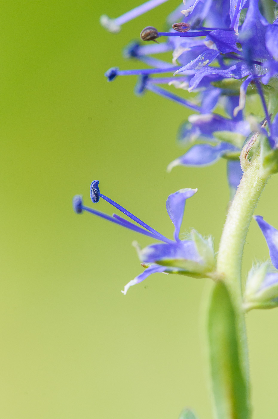 Image of Veronica spicata specimen.