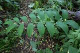 Polygonatum maximowiczii