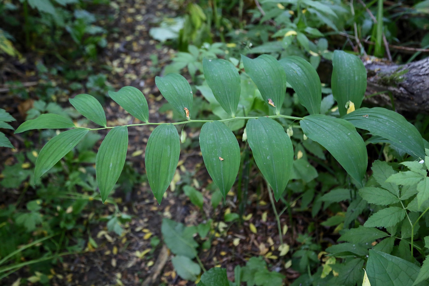 Изображение особи Polygonatum maximowiczii.