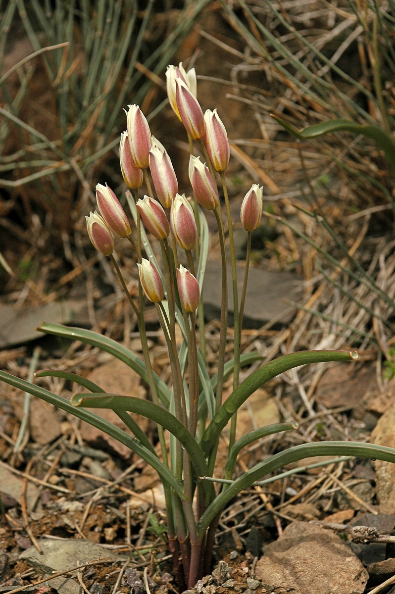 Image of Tulipa buhseana specimen.