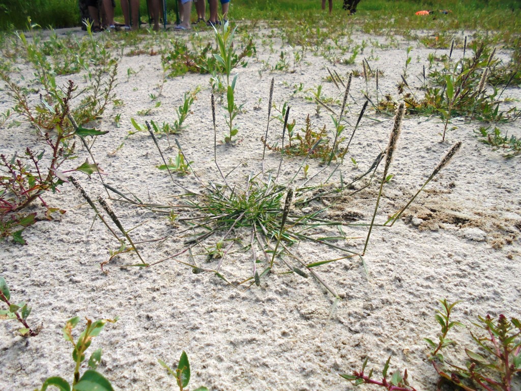 Image of Crypsis alopecuroides specimen.