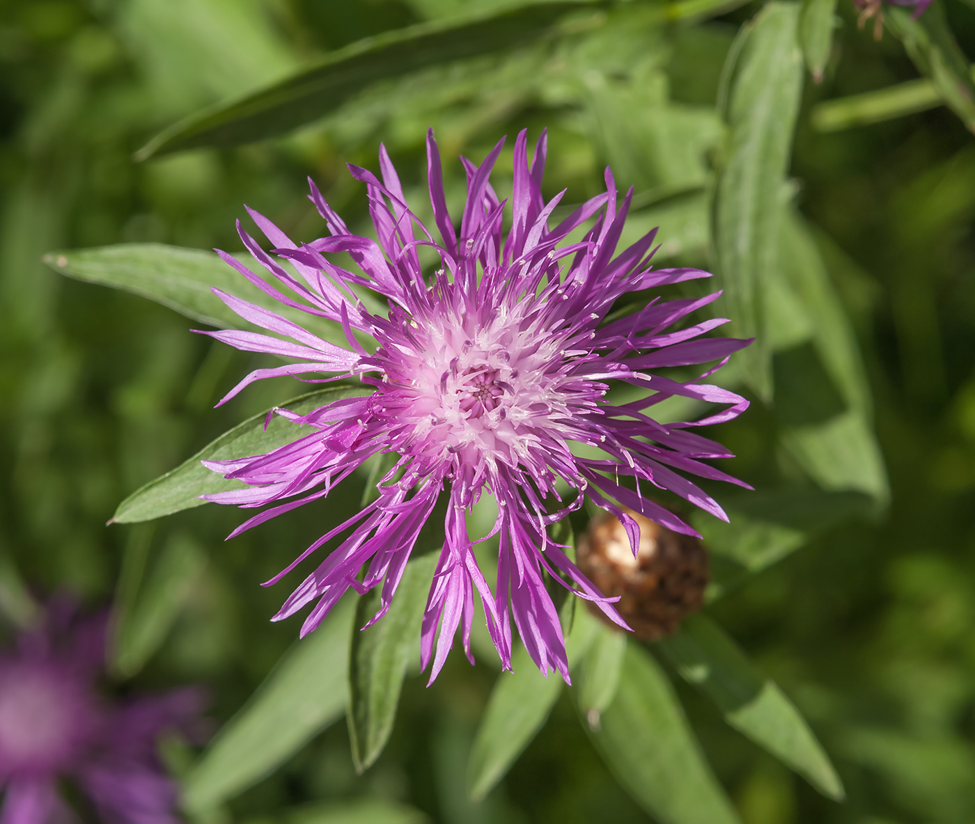 Изображение особи Centaurea jacea.