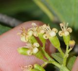 Cordia sinensis