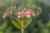 Impatiens glandulifera. Верхушка цветущего и плодоносящегго растения. Ленинградская обл., Кингисеппский р-н, Кургальский п-ов, окр. дер. Тисколово, луг у ручья. 25.08.2017.