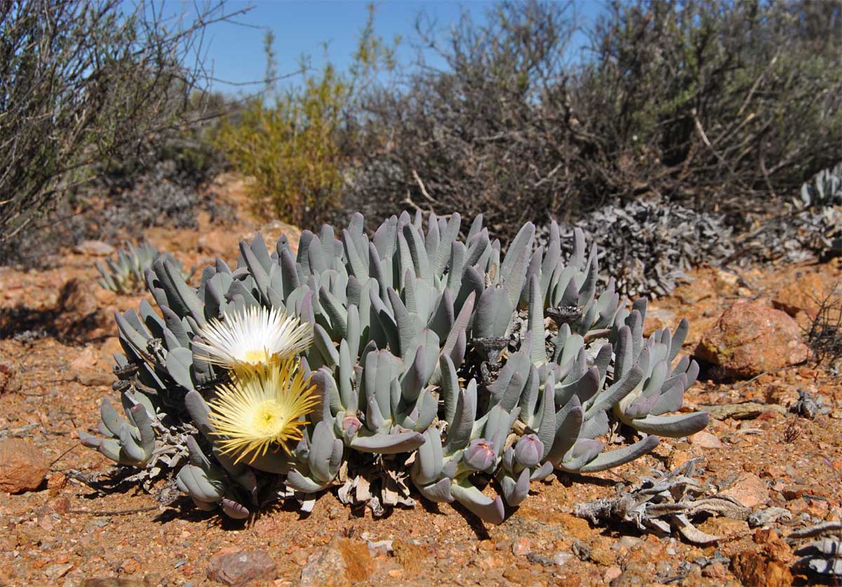 Image of Cheiridopsis denticulata specimen.