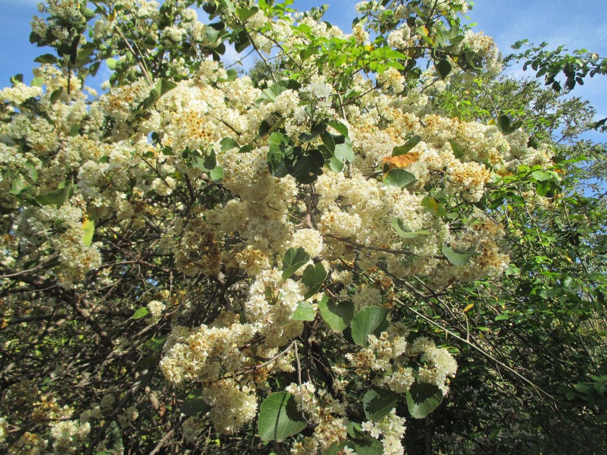 Изображение особи Dombeya rotundifolia.