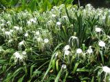 Hymenocallis littoralis