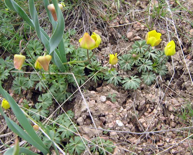 Изображение особи Anemone gortschakowii.