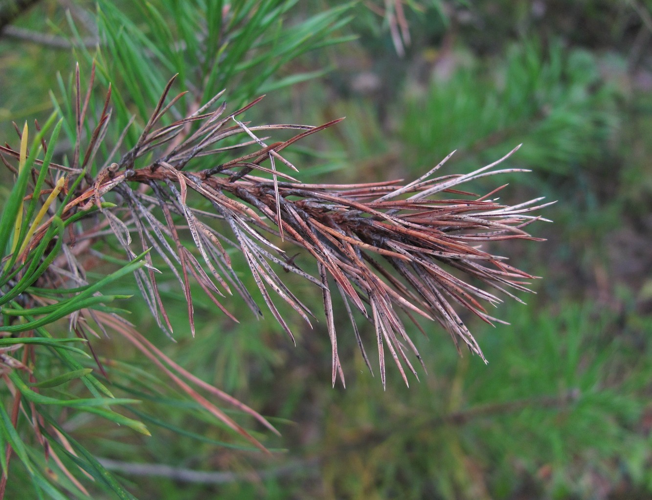 Image of Pinus sylvestris ssp. hamata specimen.