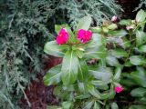 Catharanthus roseus. Верхушка отцветающего растения. Ставропольский край, г. Невинномысск, территория гостиничного комплекса, в культуре. 17.10.2017.