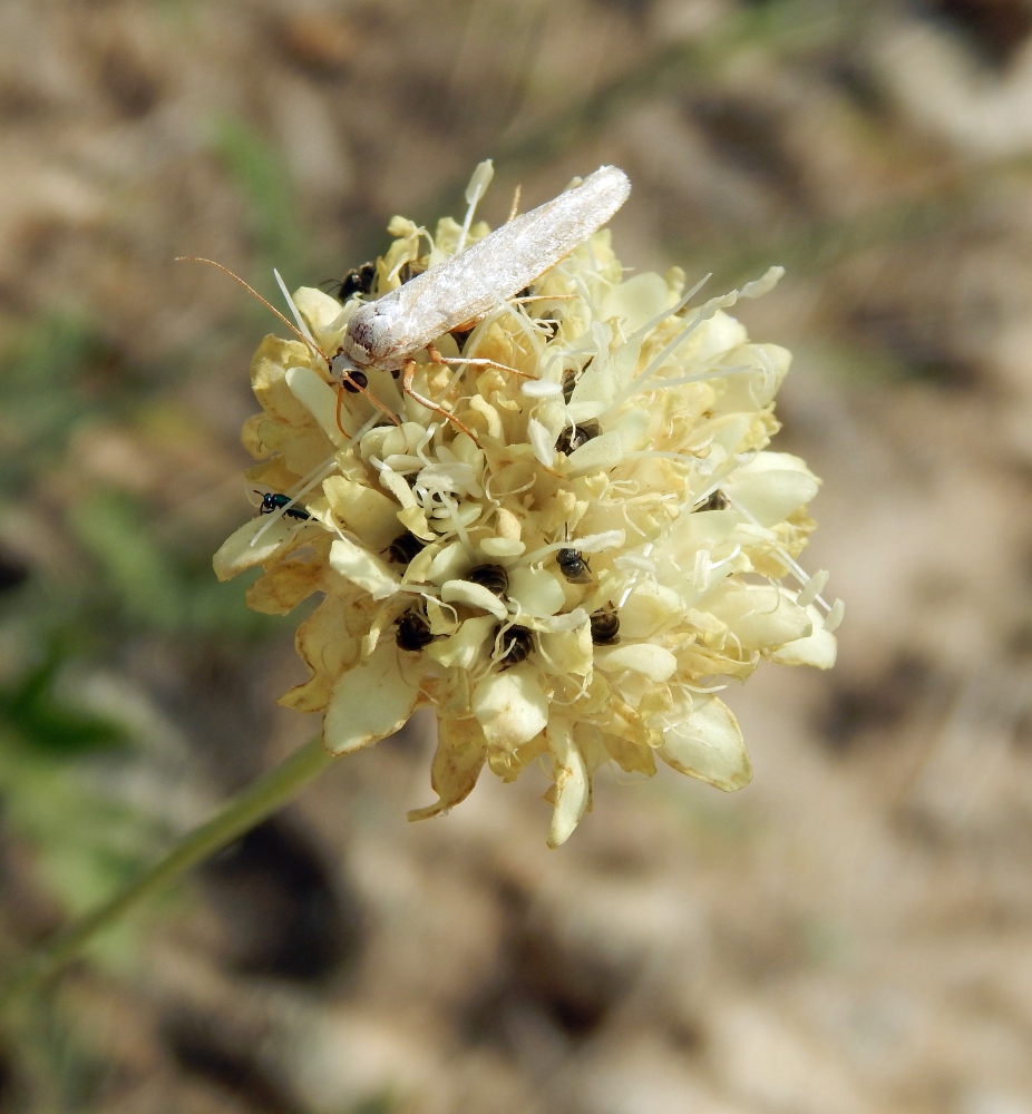 Изображение особи Cephalaria uralensis.