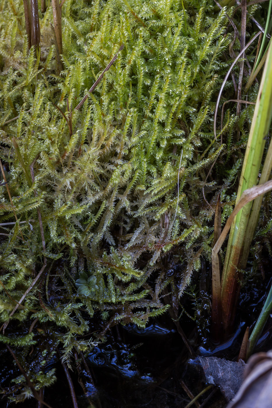 Image of Calliergonella lindbergii specimen.