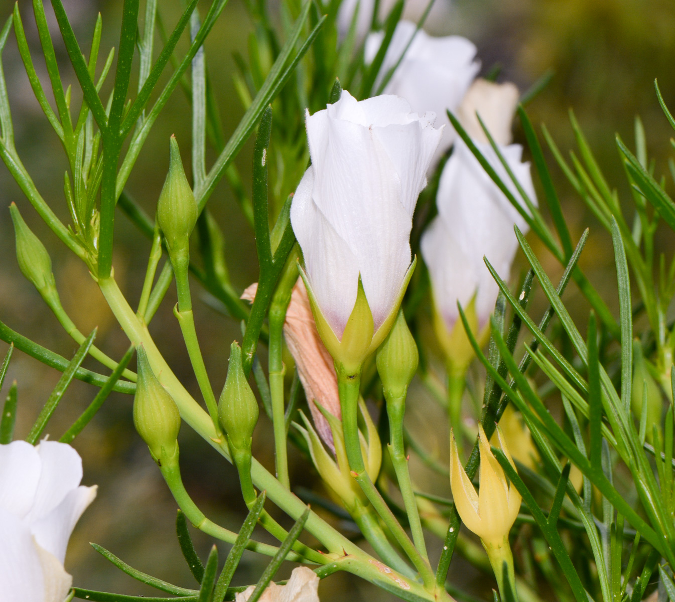 Изображение особи Alyogyne hakeifolia.