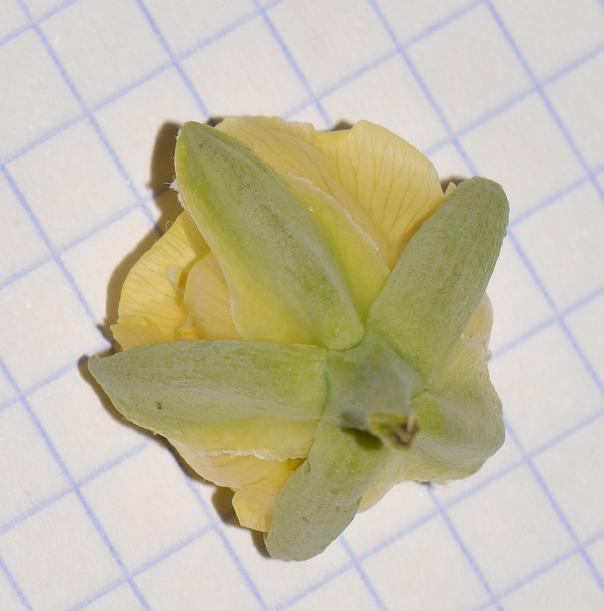 Image of Sisyndite spartea specimen.