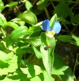 Commelina communis