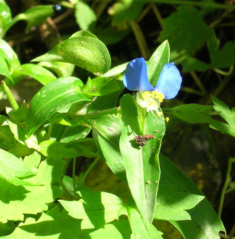 Image of Commelina communis specimen.