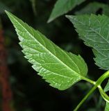 Heliopsis подвид scabra