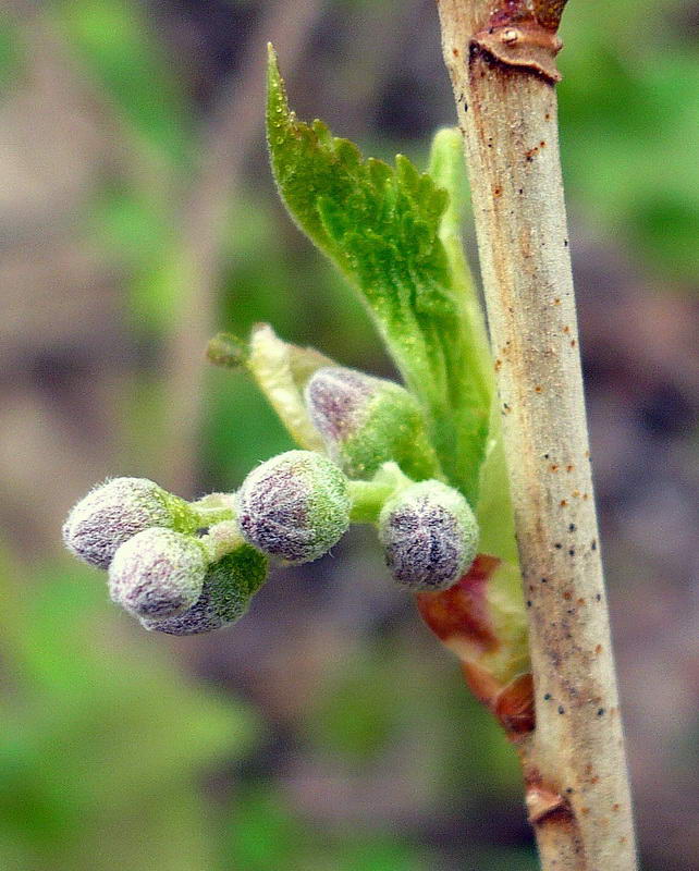 Изображение особи Ribes nigrum.