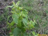 genus Chenopodium. Вегетирующее растение. Украина, г. Николаев, Заводский р-н, Намыв, берег р. Южный Буг. 20.12.2017.