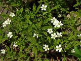 Moehringia lateriflora