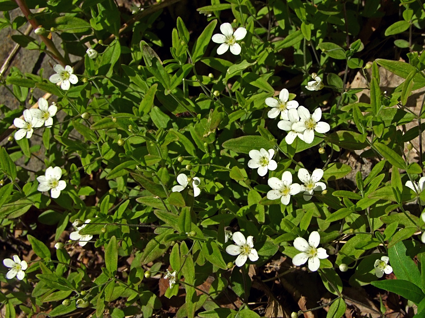 Изображение особи Moehringia lateriflora.