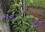 Petrea volubilis