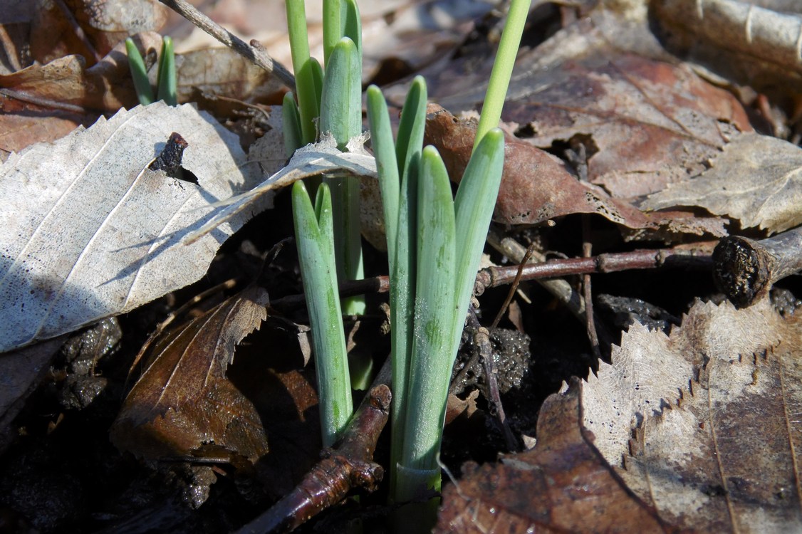 Изображение особи Galanthus alpinus.