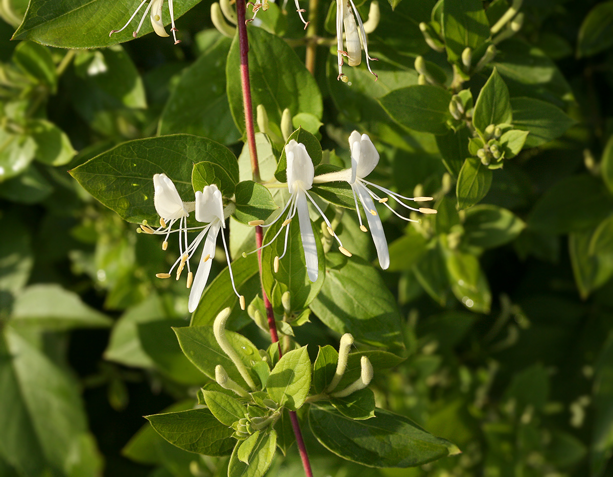 Image of Lonicera japonica specimen.