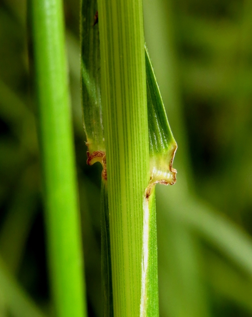 Изображение особи род Festuca.