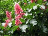 Aesculus × carnea