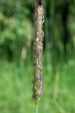 Hordeum bulbosum