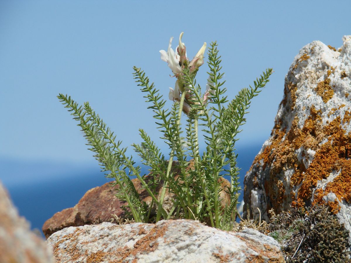 Изображение особи Oxytropis muricata.