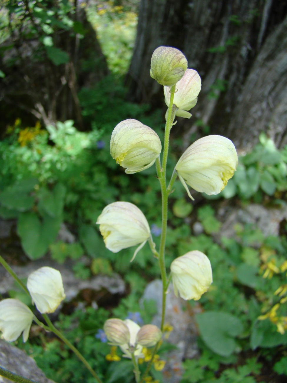 Изображение особи Aconitum seravschanicum.