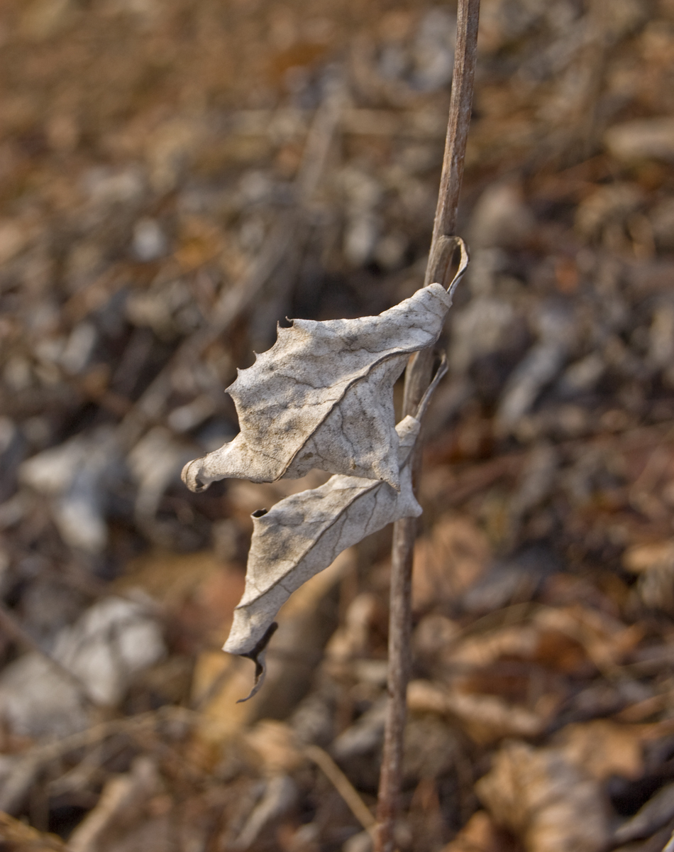 Image of Saussurea controversa specimen.