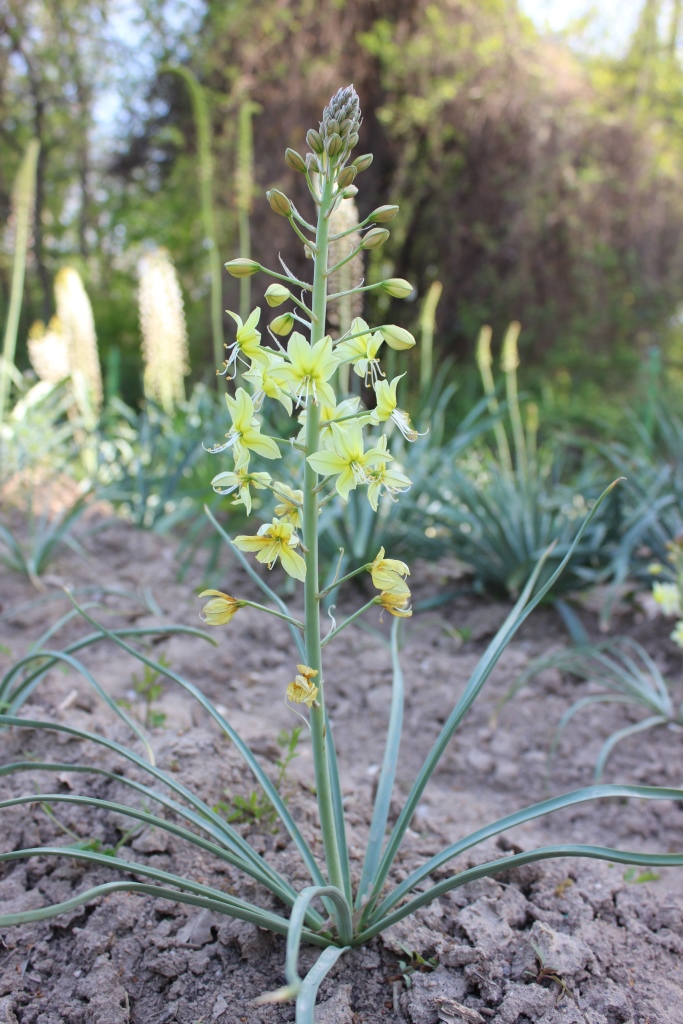 Изображение особи Eremurus luteus.