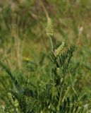 Astragalus onobrychis