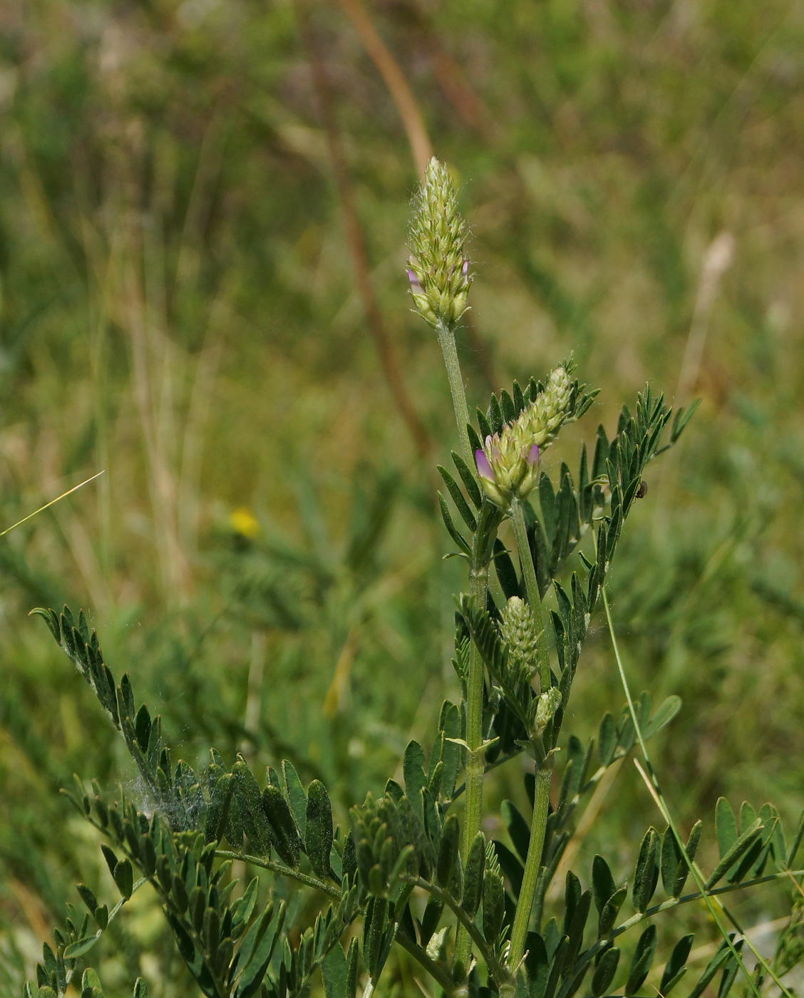 Изображение особи Astragalus onobrychis.