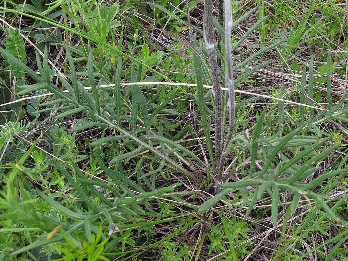 Image of Jurinea arachnoidea specimen.