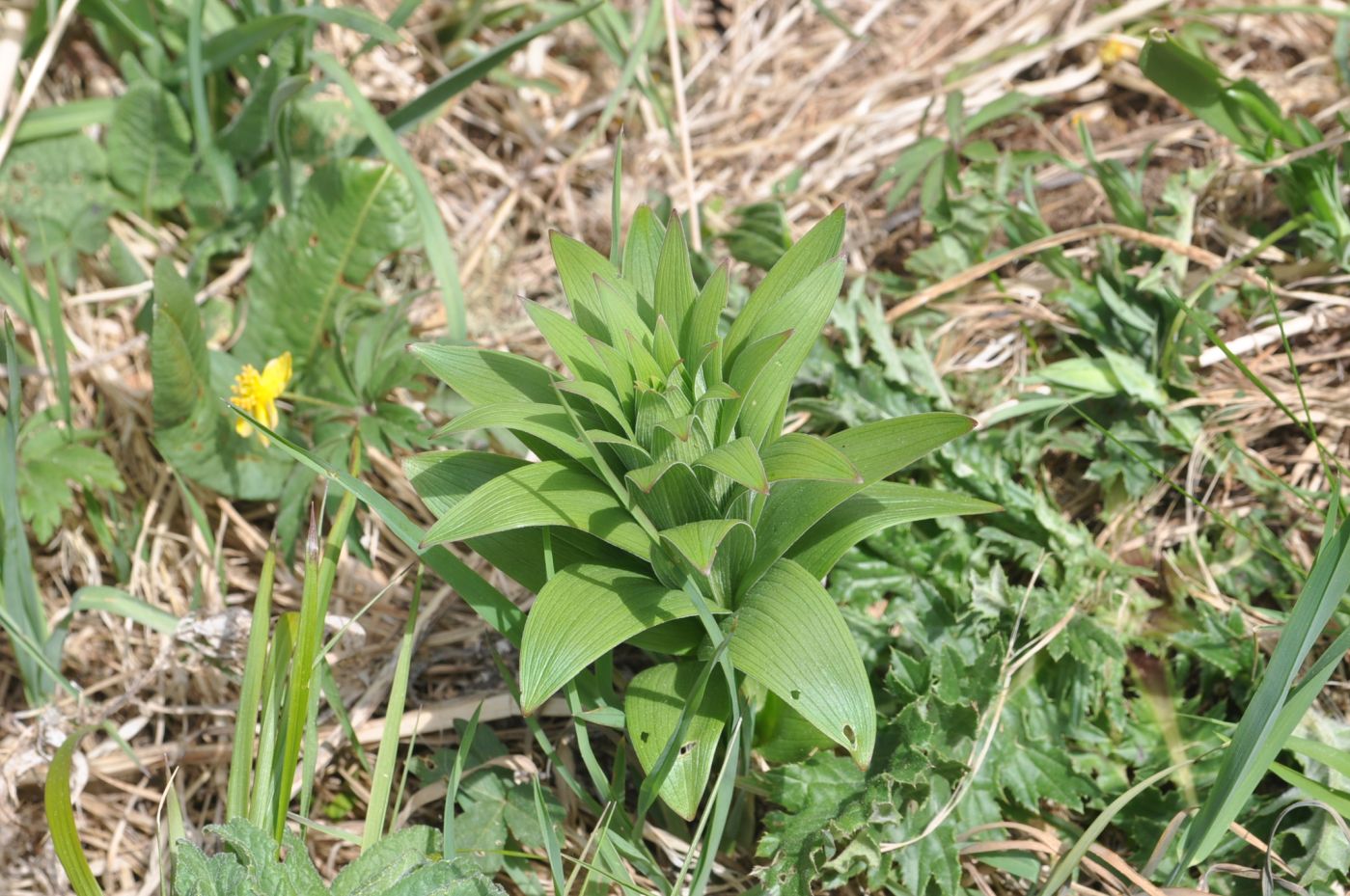 Image of genus Lilium specimen.