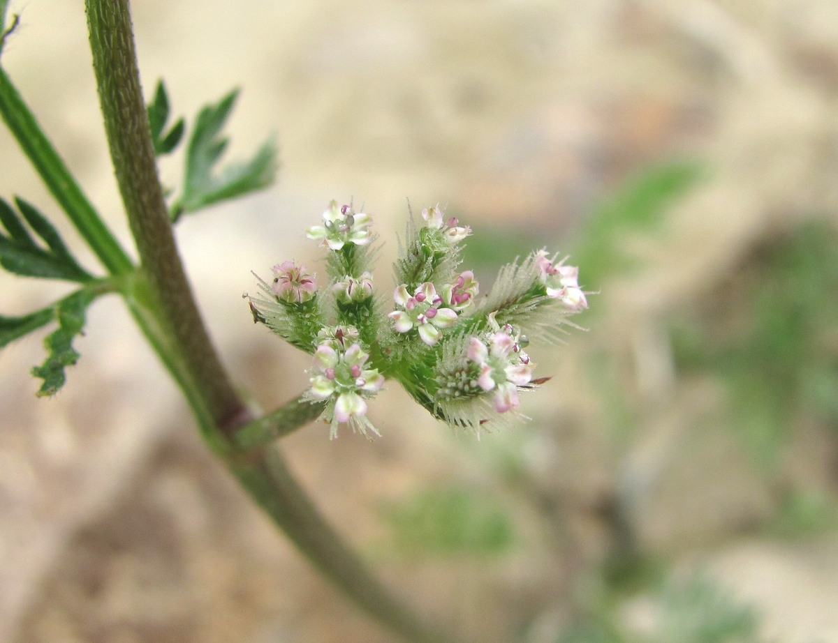Image of genus Torilis specimen.