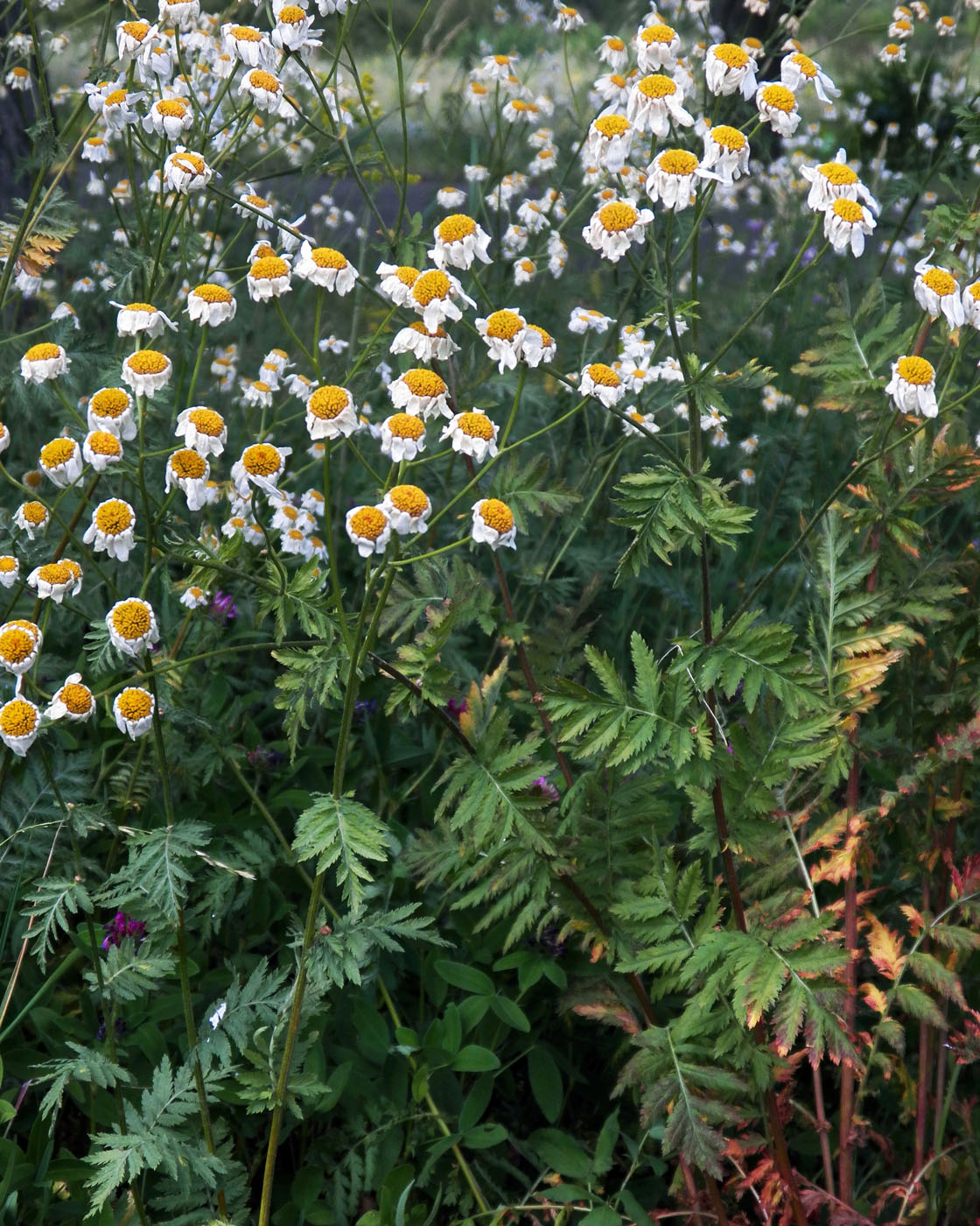 Изображение особи Pyrethrum corymbosum.