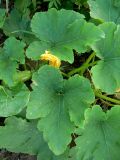 Cucurbita pepo