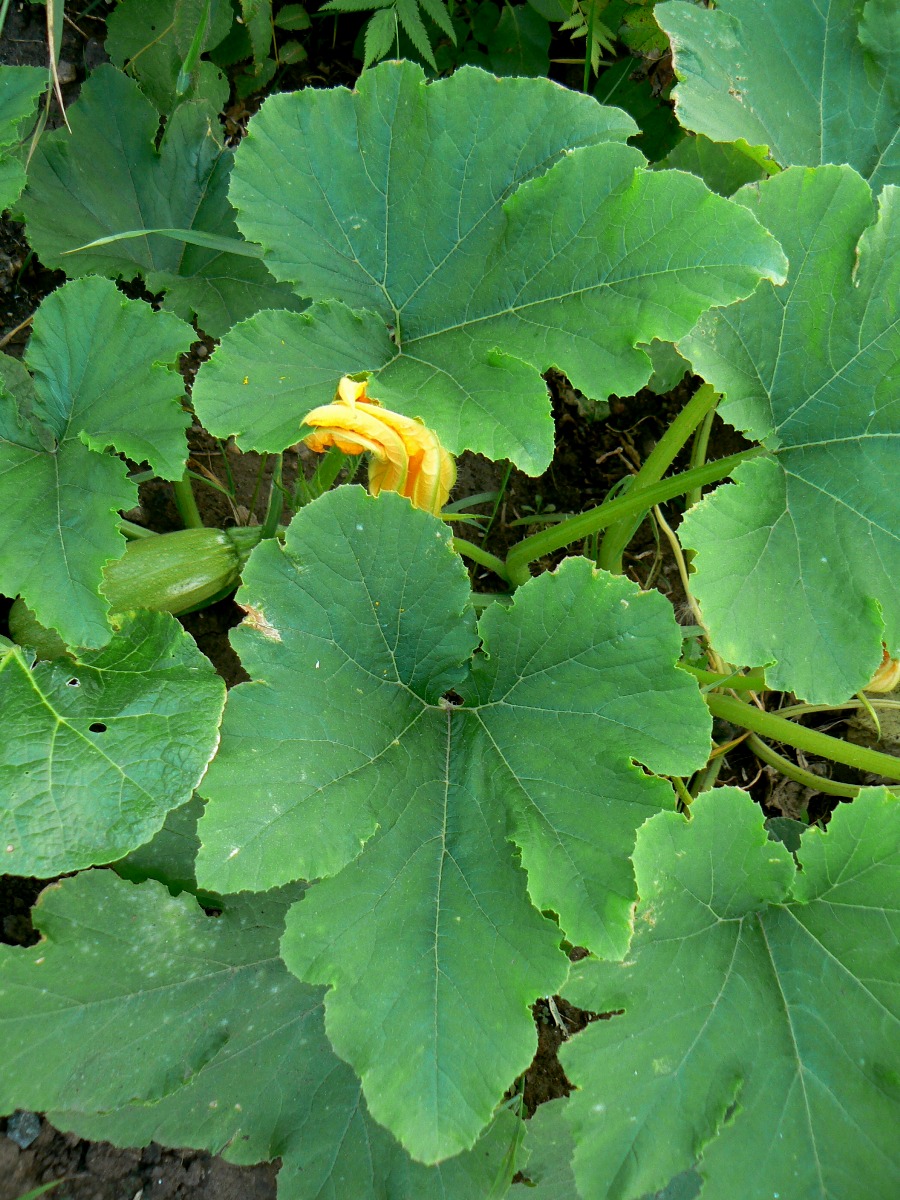 Image of Cucurbita pepo specimen.