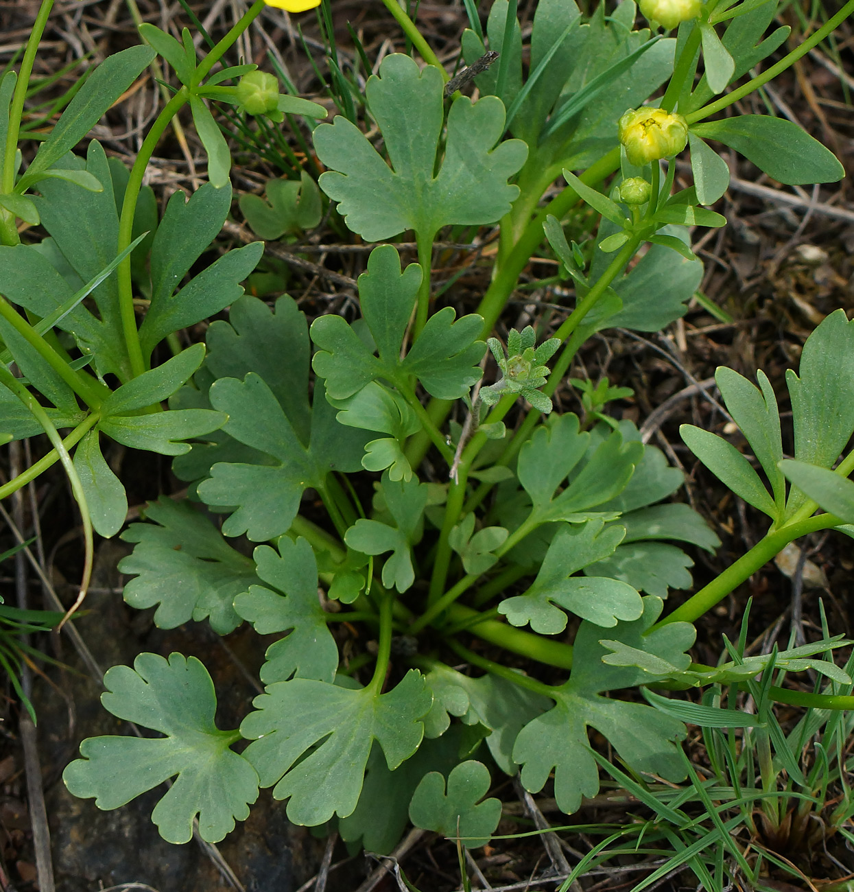 Image of Ranunculus polyrhizos specimen.