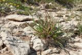 Dactylis glomerata