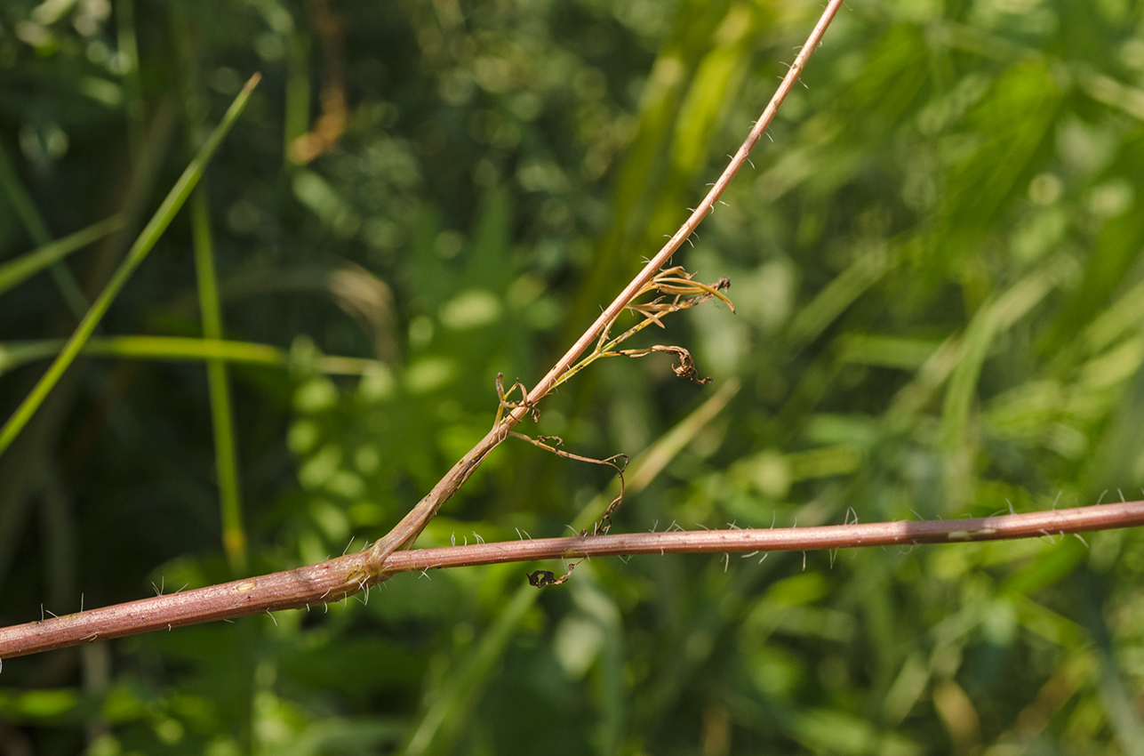 Image of Chaerophyllum prescottii specimen.