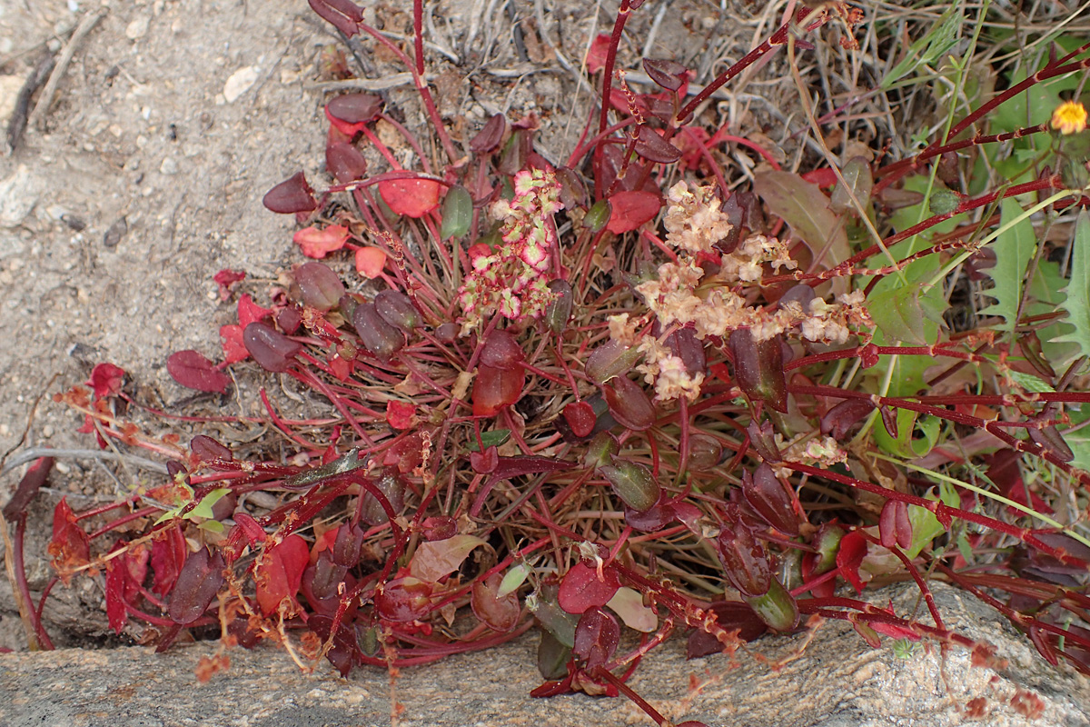 Изображение особи Rumex tuberosus ssp. creticus.