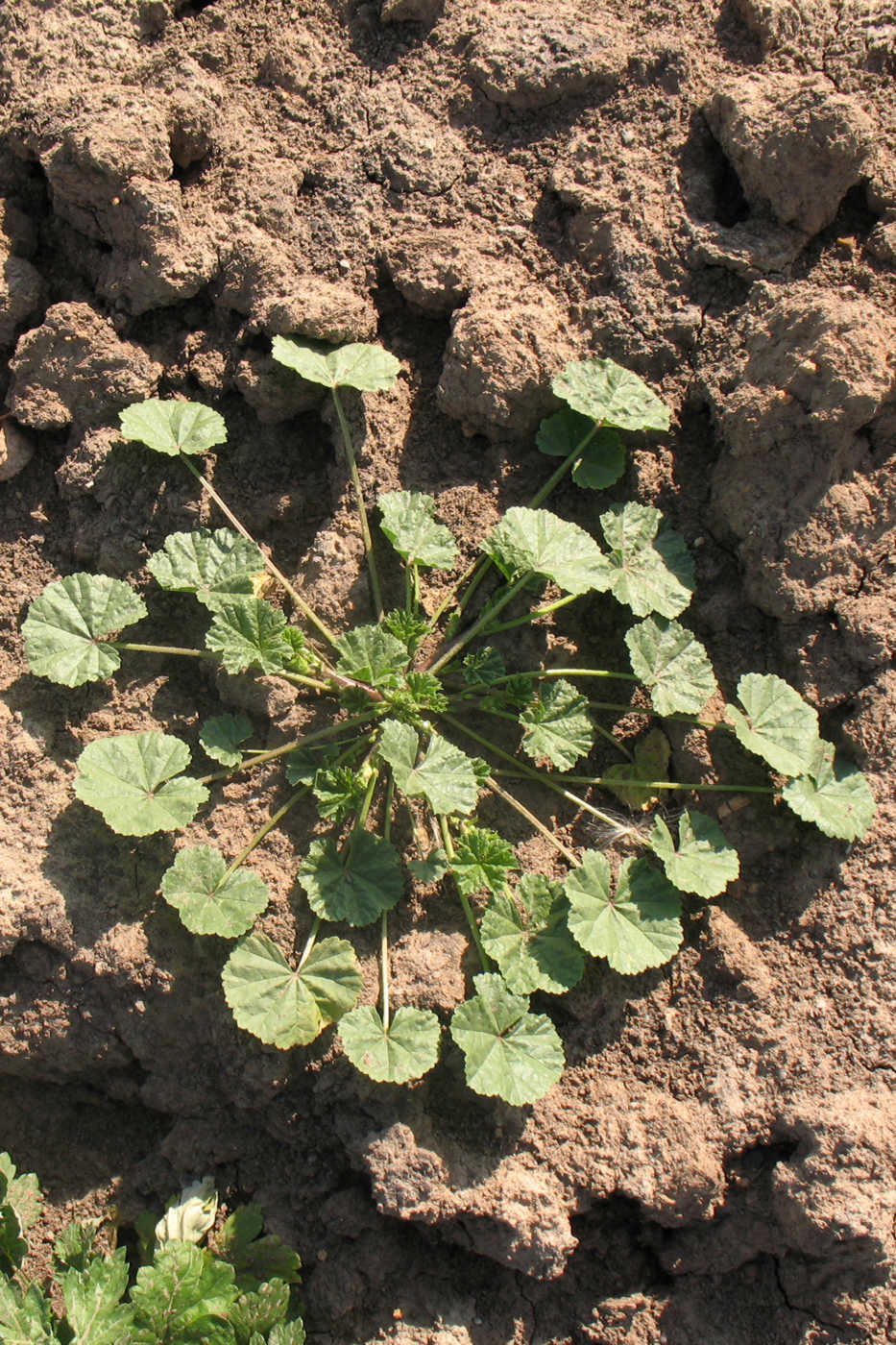 Image of Malva pusilla specimen.